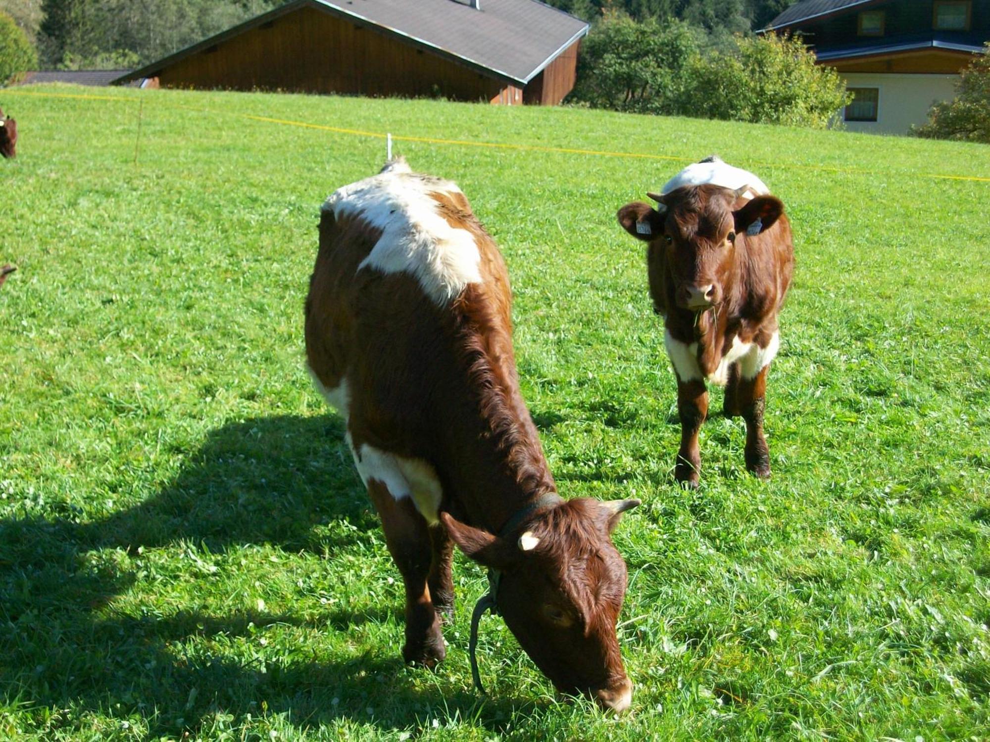 Oberschlassbergbauer Wald im Pinzgau Eksteriør bilde